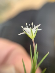 Arenaria