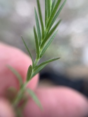 Arenaria