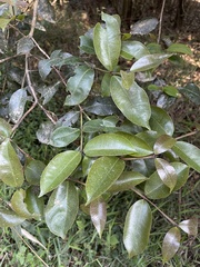 Syzygium gerrardii
