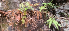 Gleicheniaceae