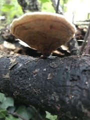 Nigroporus vinosus