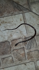 Oxyrhopus petolarius