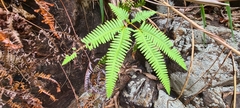 Gleicheniaceae
