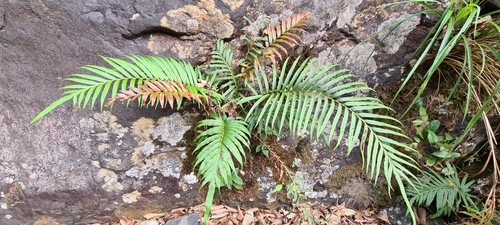 Oriental Blechnum