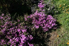 Ruschia diversifolia