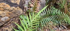 Blechnum orientale