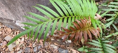 Blechnum orientale