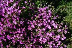 Ruschia diversifolia