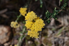 Ozothamnus obcordatus