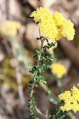 Ozothamnus obcordatus