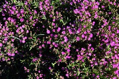 Ruschia diversifolia