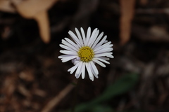 Allittia uliginosa