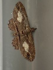 Chloroclystis filata