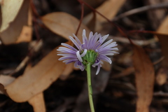 Allittia uliginosa