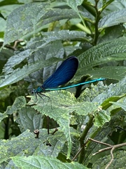 Matrona cyanoptera