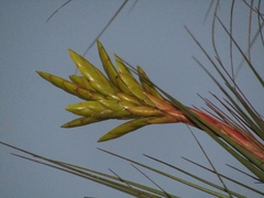 Tillandsia