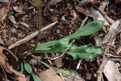 Allittia uliginosa