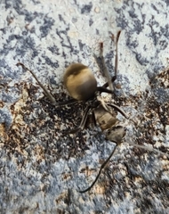 Myrma