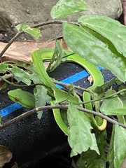 Trimeresurus stejnegeri