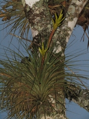 Tillandsia