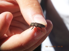 Chrysobothris femorata