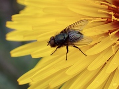 Calliphorinae