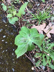 Podophyllum peltatum