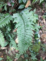Hymenasplenium excisum