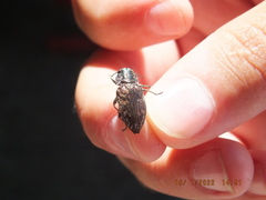 Chrysobothris femorata