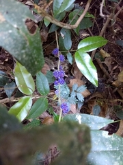 Memecylon umbellatum