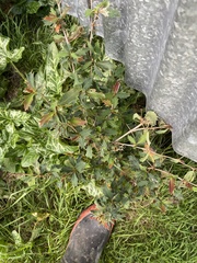 Berberis glaucocarpa