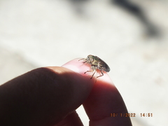 Chrysobothris femorata