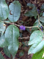 Memecylon umbellatum