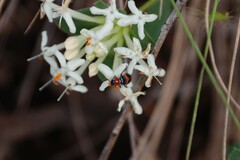 Dicranolaius bellulus