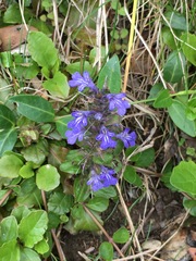 Ajuga reptans