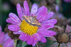 Pyrausta californicalis