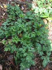 Hydrophyllum canadense