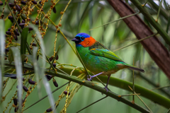 Tangara cyanocephala