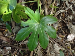 Fatsia japonica