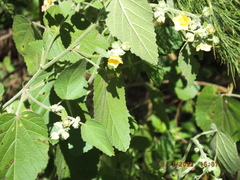 Sida cordifolia