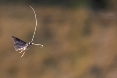 Mystacides sepulchralis