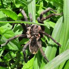 Aphonopelma seemanni