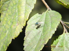 Condylostylus armipes