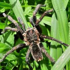 Aphonopelma seemanni