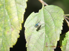 Condylostylus armipes
