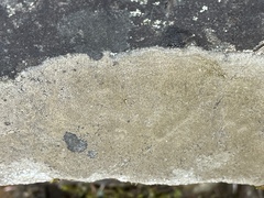 Acarospora umbilicata