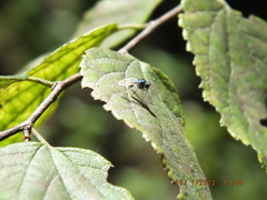 Condylostylus armipes