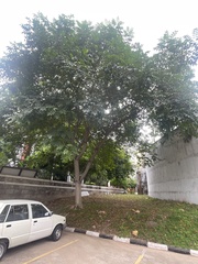 Millettia pinnata