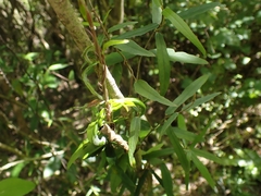 Parsonsia