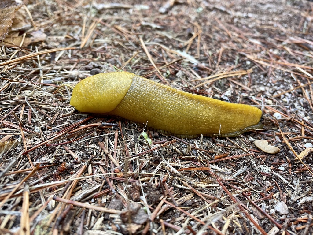 Banana Slugs from Jacks Peak Park, Carmel, CA, US on October 6, 2022 at